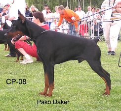 PAKO DAKER