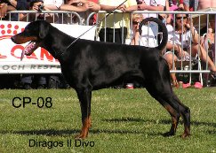 DIRAGOS IL DIVO